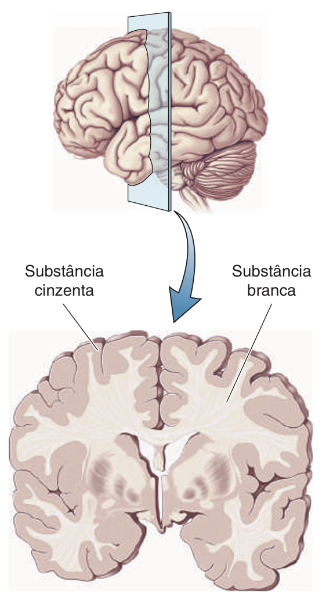 Substância branca e substância cinzenta. Fonte: reproduzido de Bear, Connors e Paradiso (2017, fig. 1.6). Substância branca e substância cinzenta