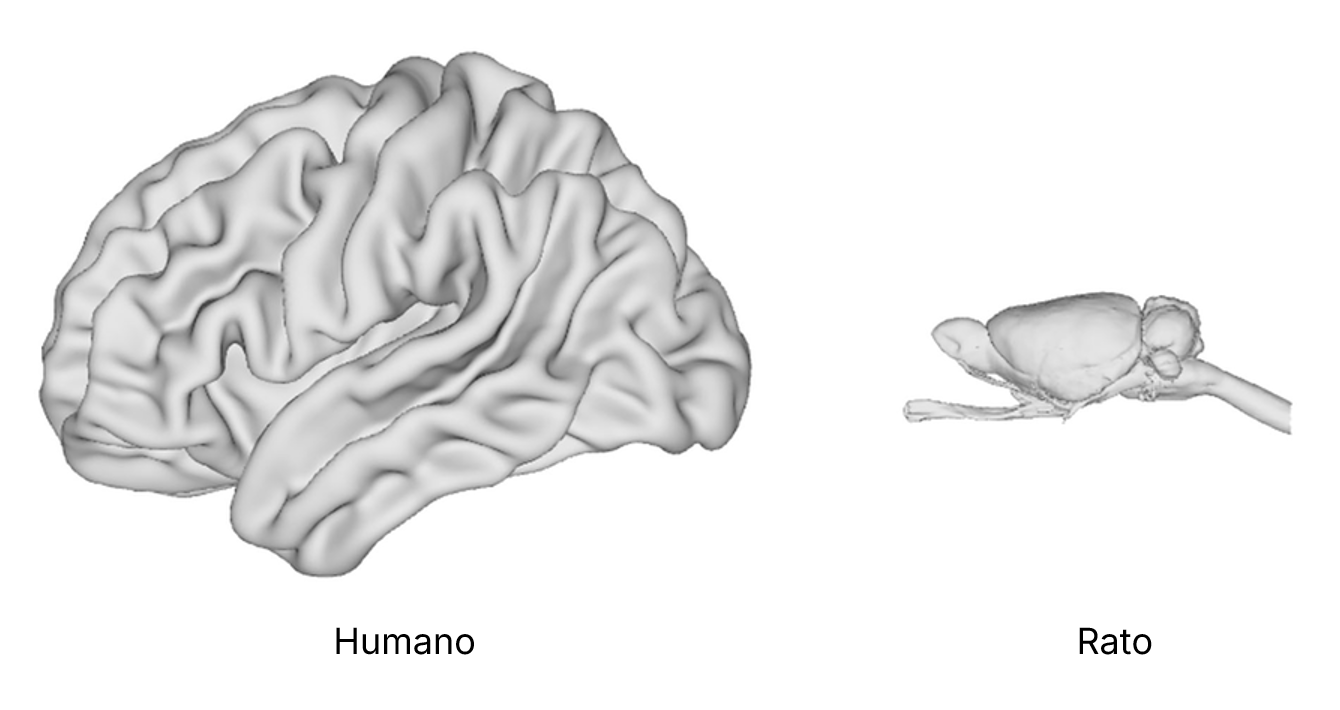 Comparação visual cérebro humano vs rato Cérebro humano vs rato