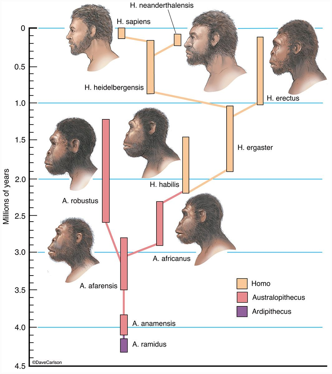 Árvore evolutiva dos hominínios mostrando a coexistência e as relações entre espécies de Australopithecus, Homo e Ardipithecus ao longo dos últimos 4,5 milhões de anos