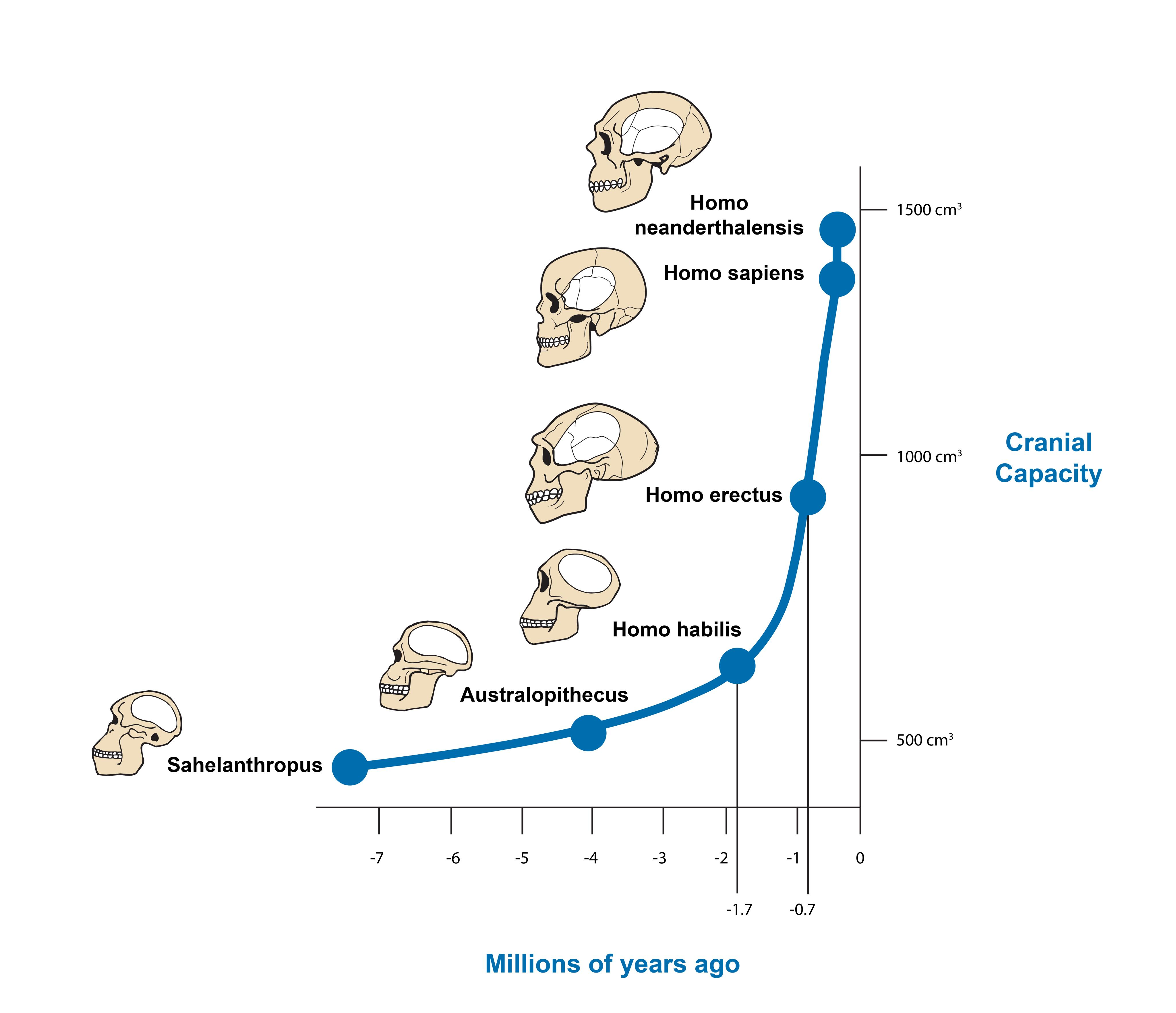 Capacidade craniana ao longo da evolução humana