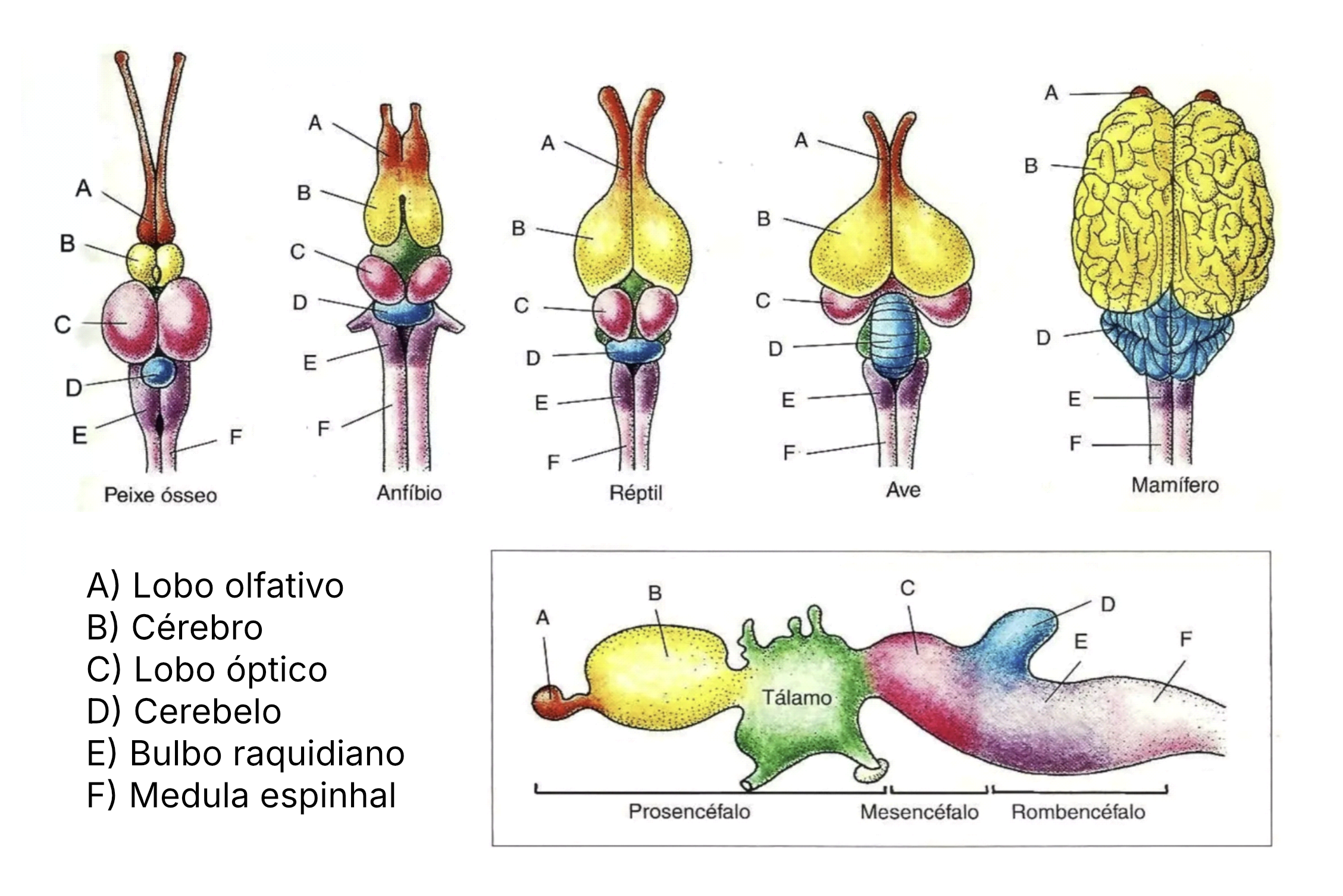 Comparação evolutiva das principais regiões encefálicas em diferentes grupos de vertebrados Comparação evolutiva das principais regiões encefálicas em diferentes grupos de vertebrados